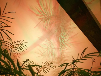 観葉植物と間接照明のコラボ